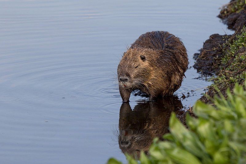 animals, coypu, nature, дикие животные, животные, заповедник, лень-матушка, нутрия, отражение, природа, река, спящий Ленивое Отражение  :) фото превью