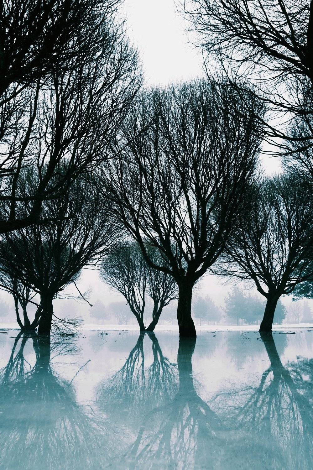 пейзаж, отражения, деревья, лёд, зима, цвет, город, псков,, Алексей Архипов