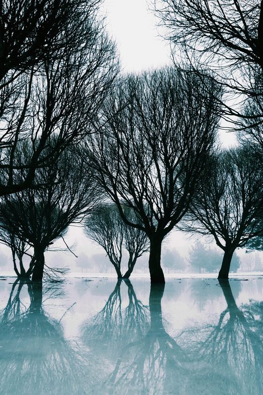 пейзаж, отражения, деревья, лёд, зима, цвет, город, псков, *** фото превью