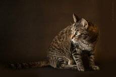 Кошак
