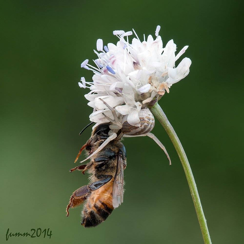 , Игорь ФУММ