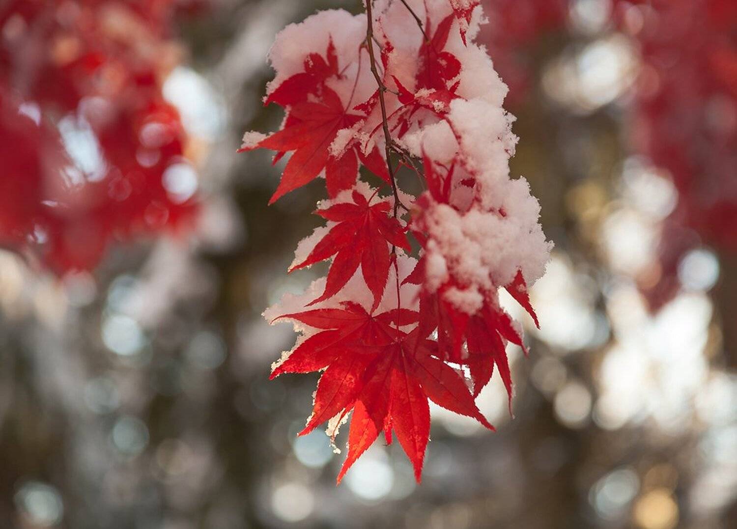 Зима, Листья, Природа, Снег, Антонина