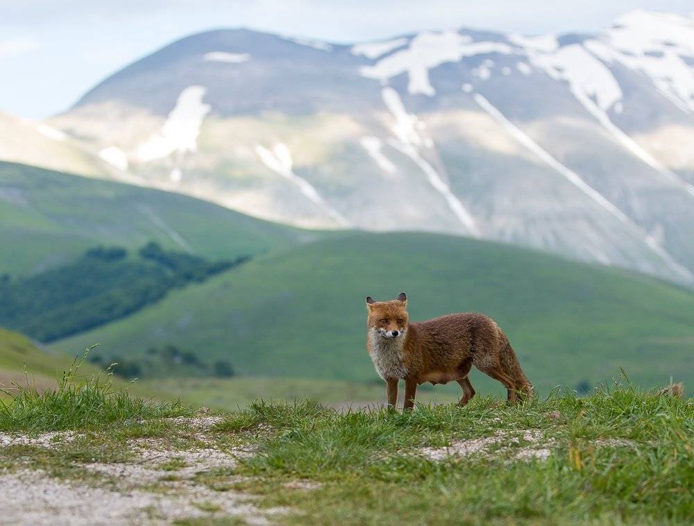Горы, Италия, Лиса, Природа, Умбрия, Лядимов Дмитрий