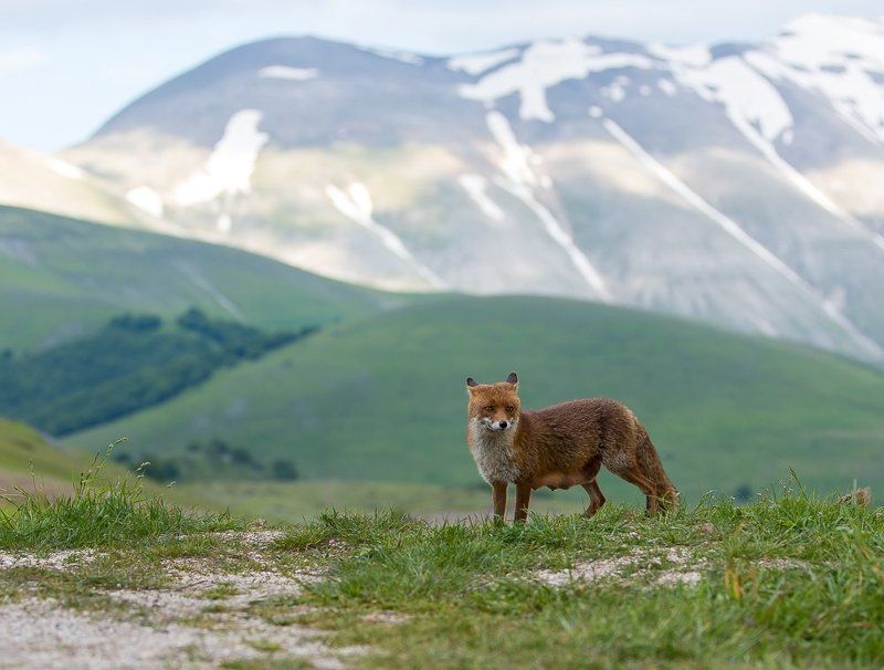 Горы, Италия, Лиса, Природа, Умбрия Случайные встречи. фото превью