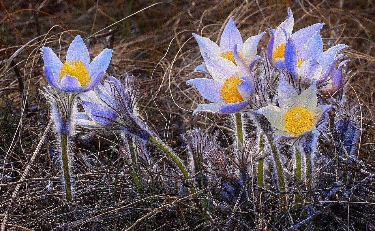 Весна, Качурин алексей, Оренбургская область, Орск, Качурин Алексей