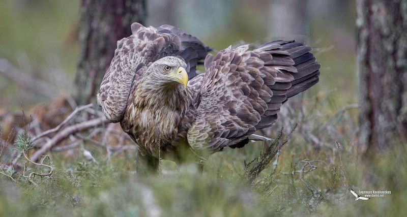 Кто мелкий? фото превью