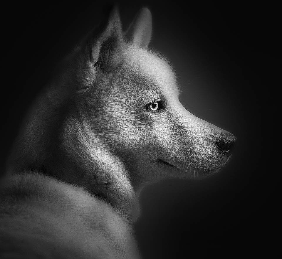 , Svoboda Andreeva