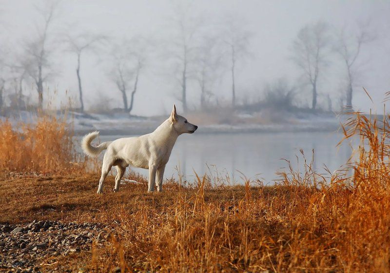 Предчувствие близкой зимы... фото превью