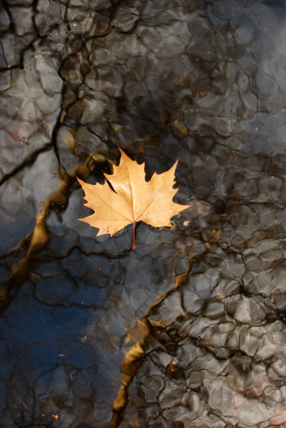 Macro, Mountain, Nature, Urban, Carlos Machado