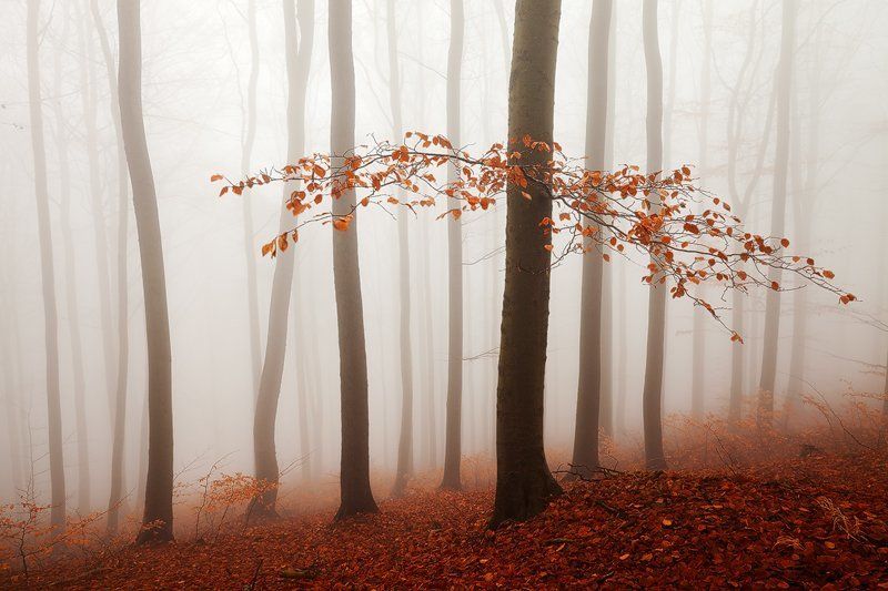 Autumn, Beech, Branch, Colors, Czech republic, Fall, Fog, Foliage, Forest, Landscape, Light, Martin rak, Mist, Mood, Mountains, Nature, Photography, trees, Trunks Red фото превью