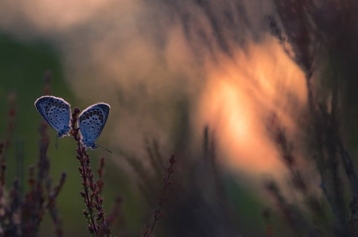 , Вячеслав Мищенко