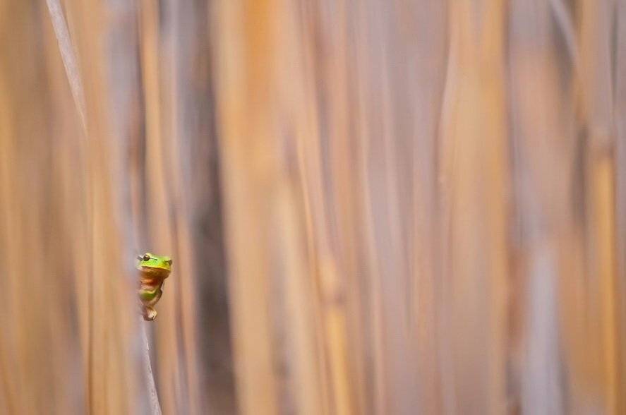 , Вячеслав Мищенко