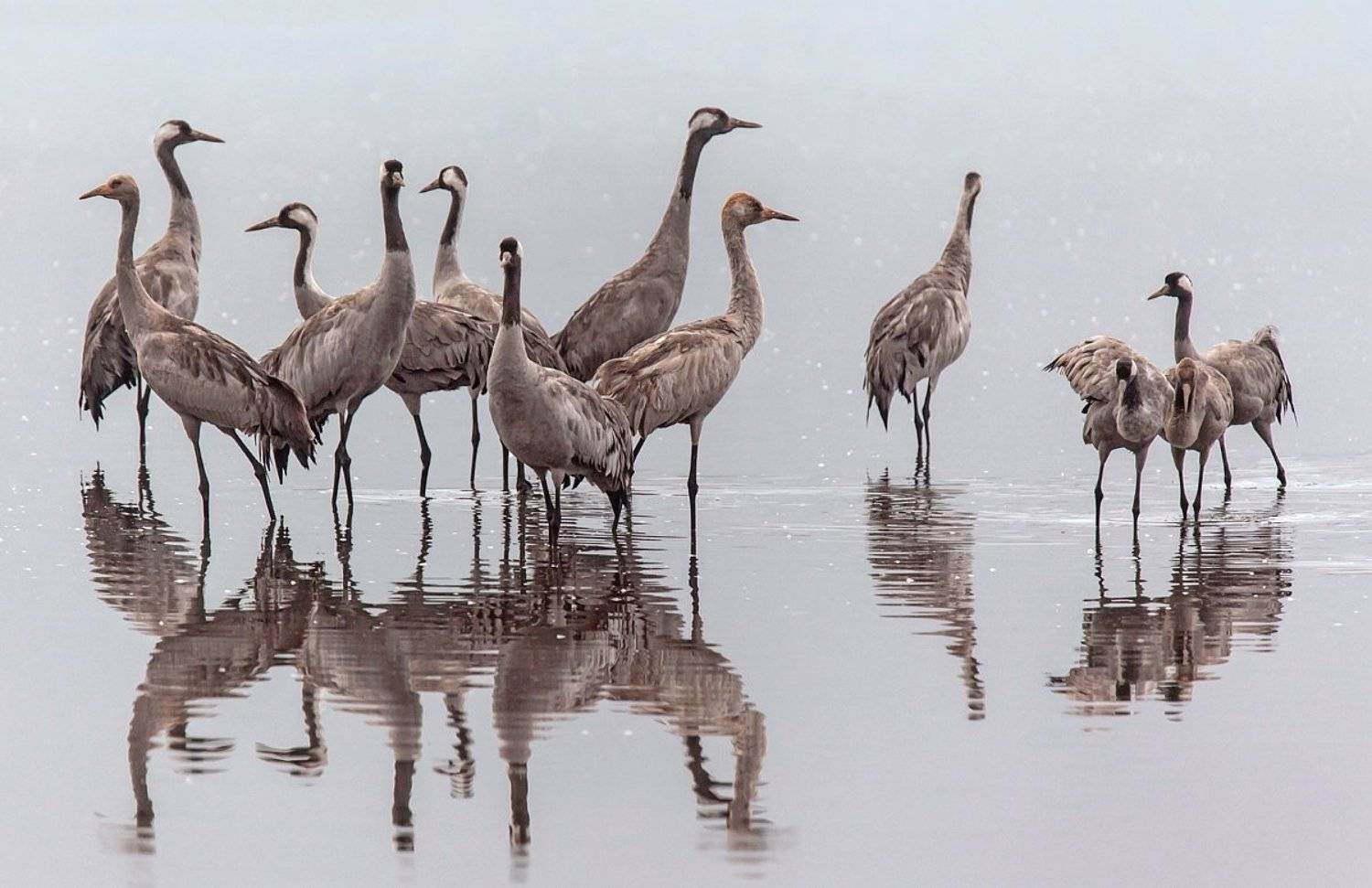 animals, birds, nature, животные, журавли, заповедник, озеро, птицы, Наталья Рублина