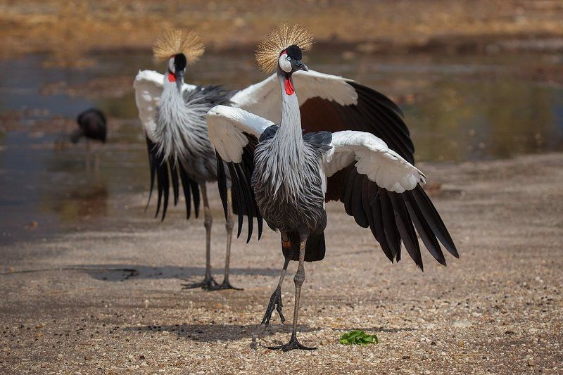 Animals, Birds, Dance, Nature, Safari, Венценосные журавли, Животные, Журавли, Природа, Птицы, Сафари, Танец Венценосные журавли...танцуют лезгинку :) фото превью