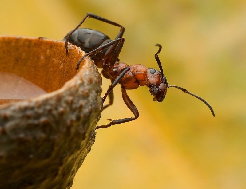 ANT фото превью
