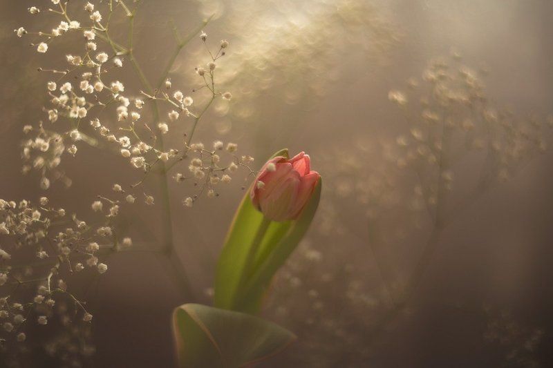 Цветы На подоконнике фото превью