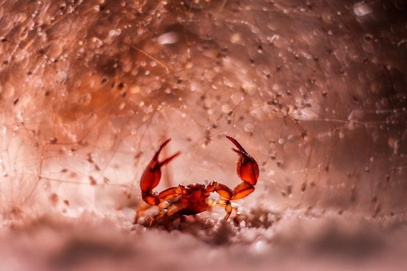 PENTACON 50 mm f/1.8. фото превью