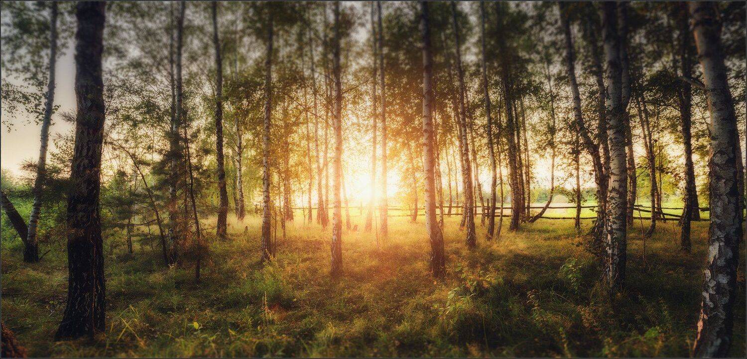 березы, закат, пейзаж, Александр Чорный