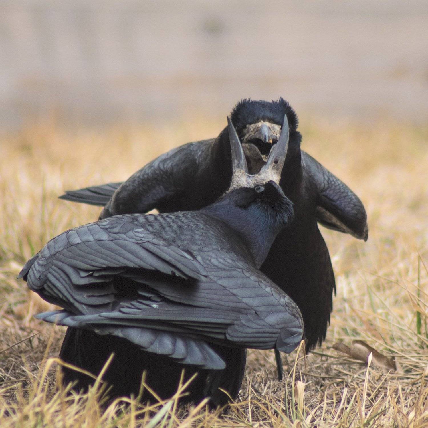 , Урманов Саша