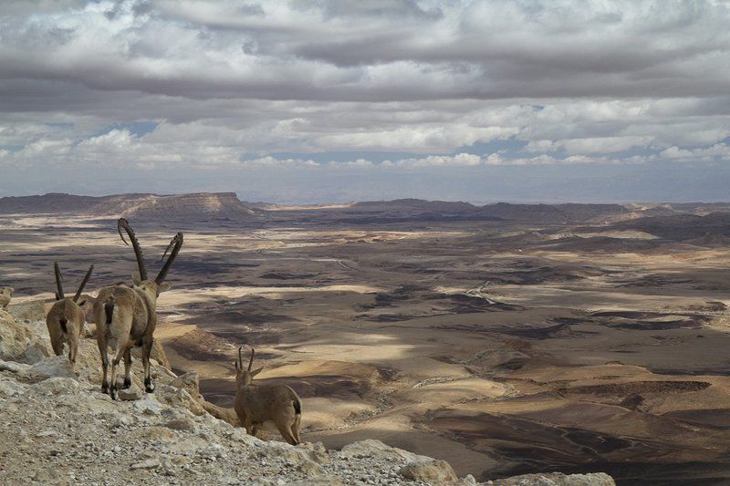 Мицпе Рамон фото превью