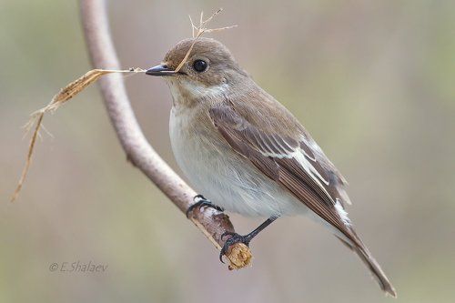 European Pied Flycatcher ,Мухоловка-пеструшка - Ficedula hypoleuca