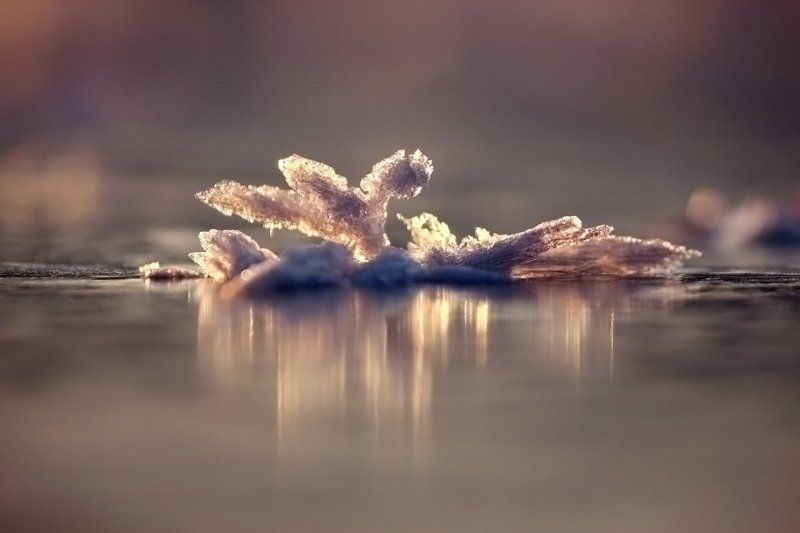 Ледниковый период. фото превью