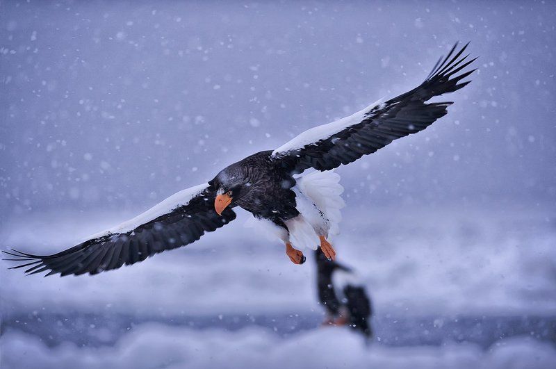 Snowy Day фото превью