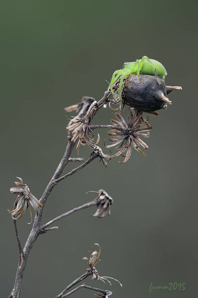 , Игорь ФУММ