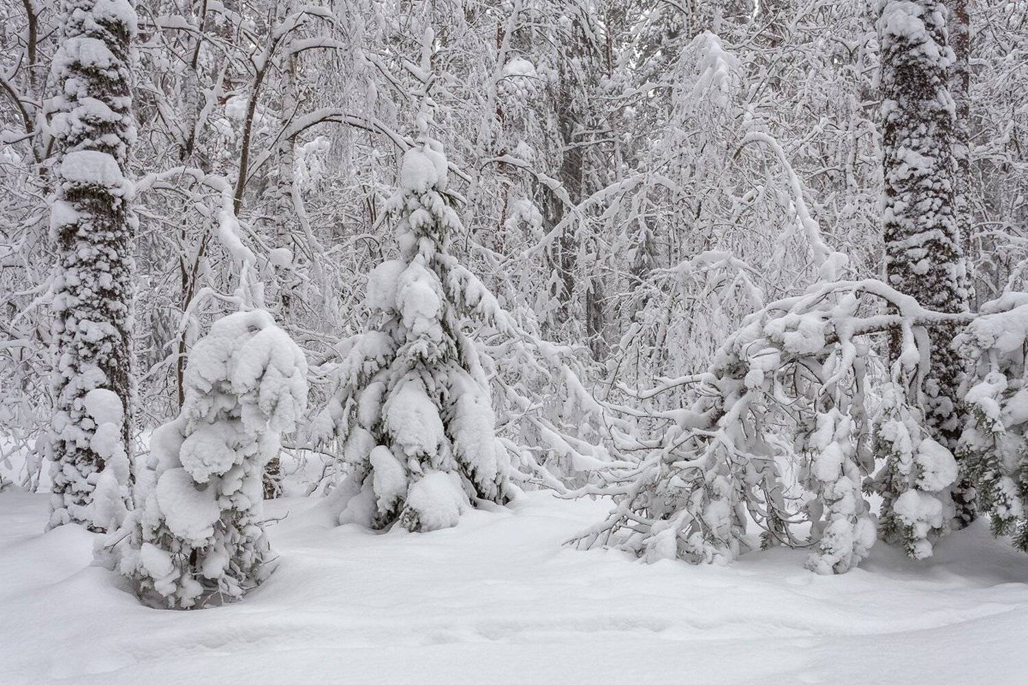 Зима, Лес, Пейзаж, Снег, Константин