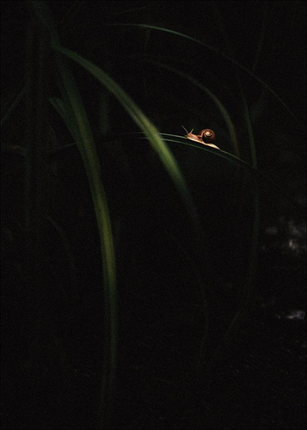 Макро, Макро красота, Макро мир, Природа, Александр Чорный