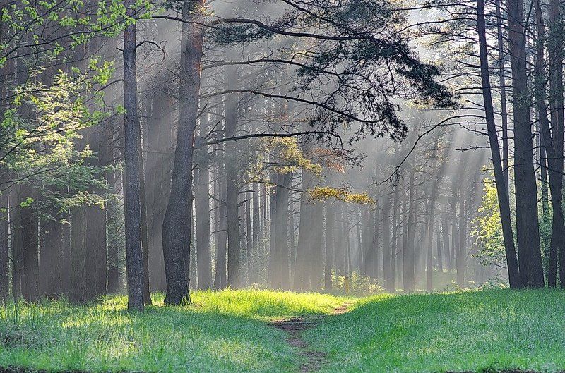 Свет фото превью