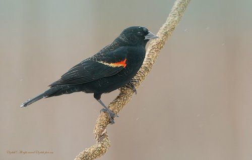 Красноплечий чёрный трупиал - Red-winged Blackbird