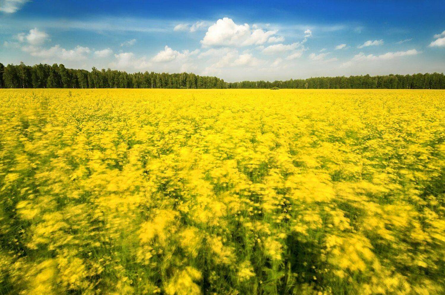 Горчица, Желтый, Поле, Рапс, Михаил Туркеев