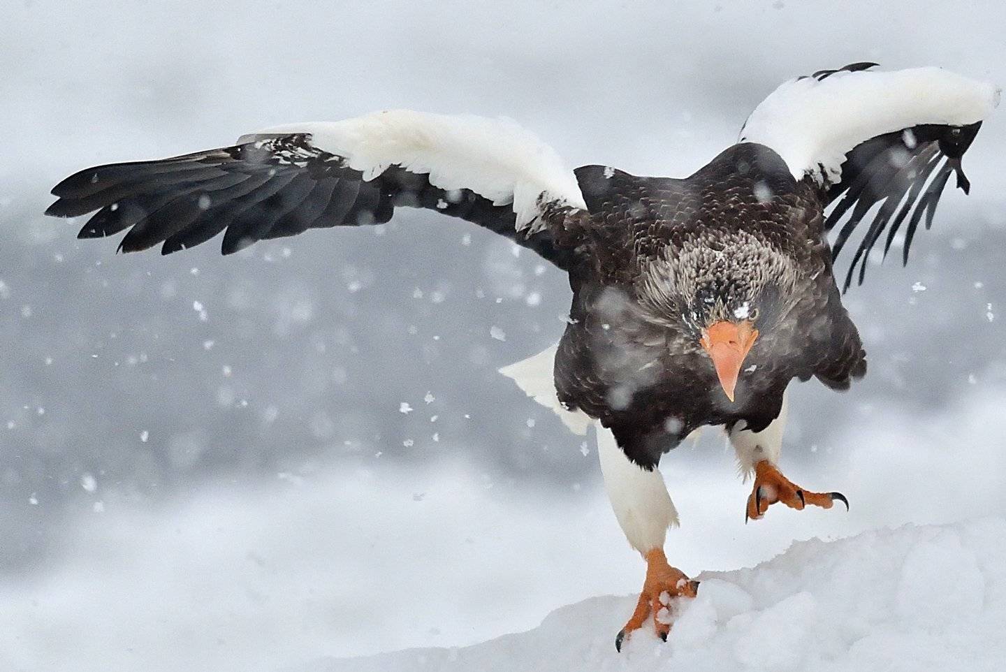 Snow, Steller's sea eagle, KIM SUK EUN