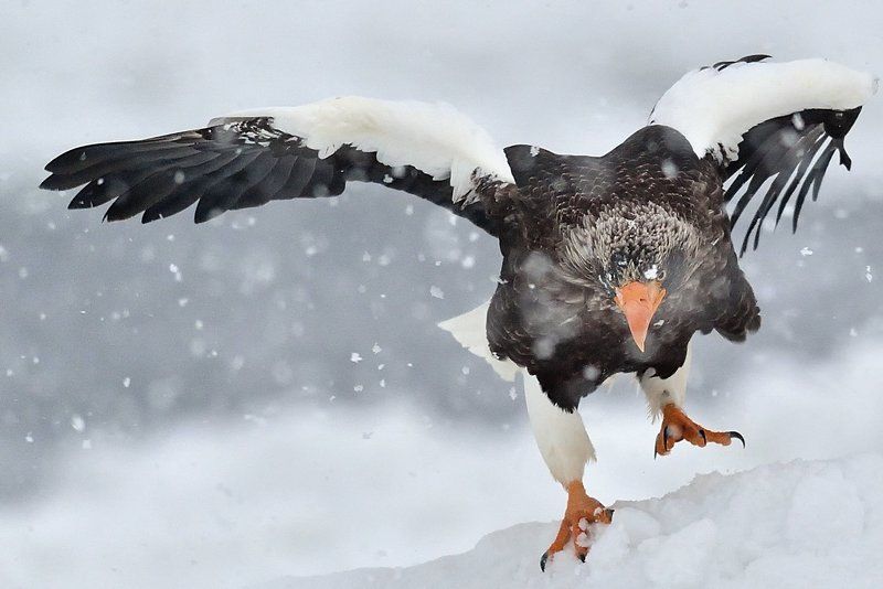 gaze and snow фото превью