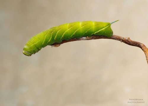 История одной гусенички