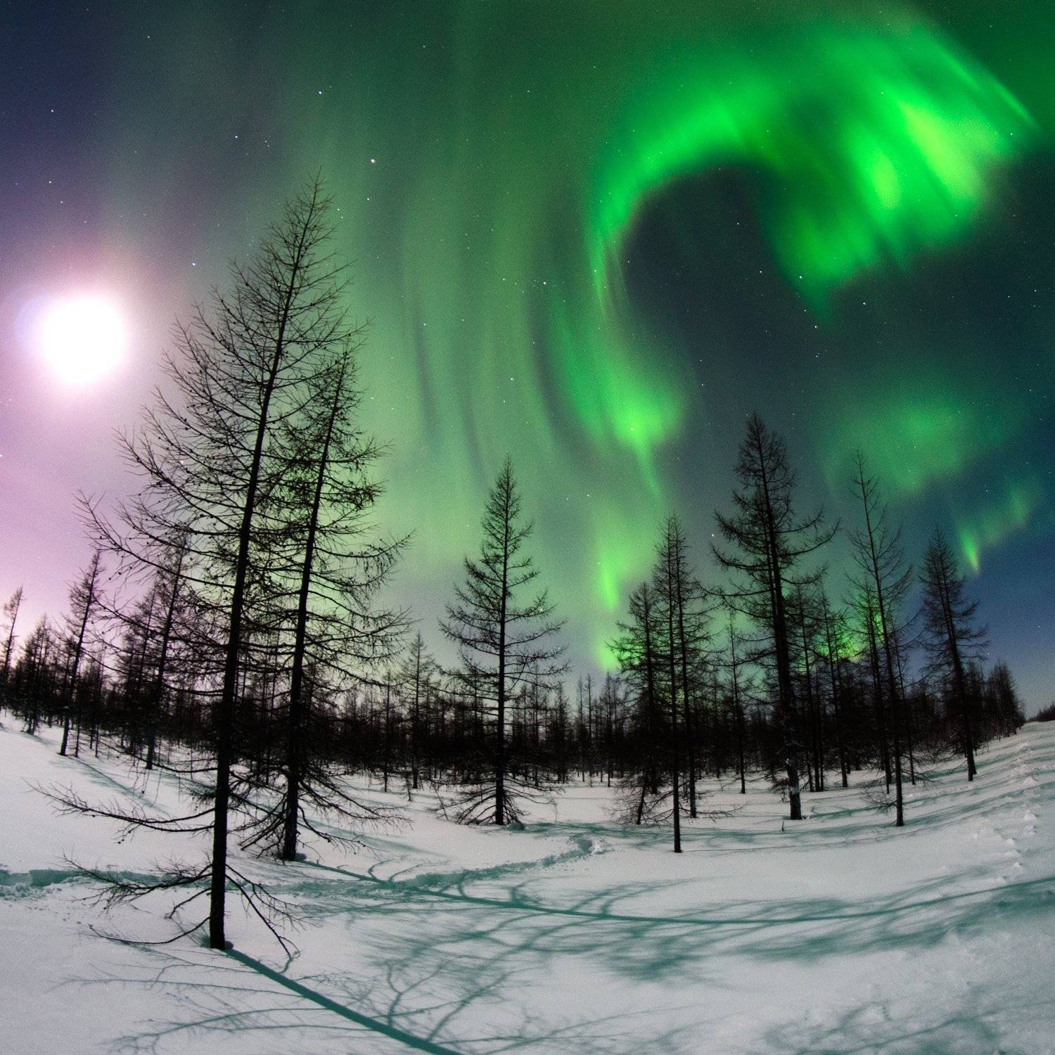 Aurora, Aurora borealis, Зима, новыйуренгой, Полярноесиение, Северноесияние, Сияние, Уренгой, Камиль Нуреев