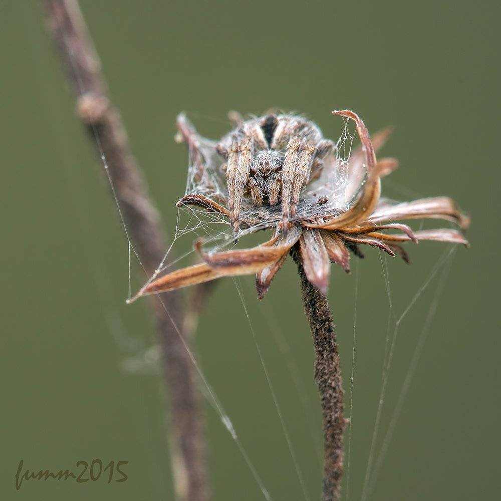 , Игорь ФУММ