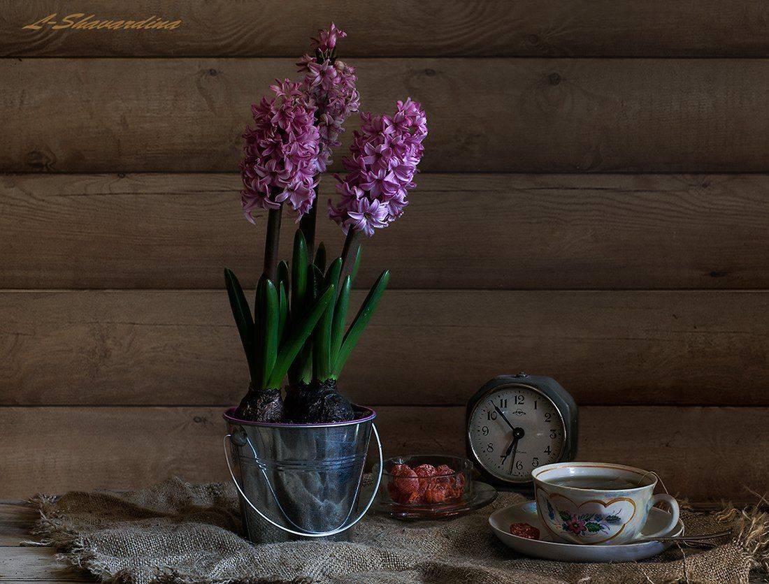, Елизавета Шавардина