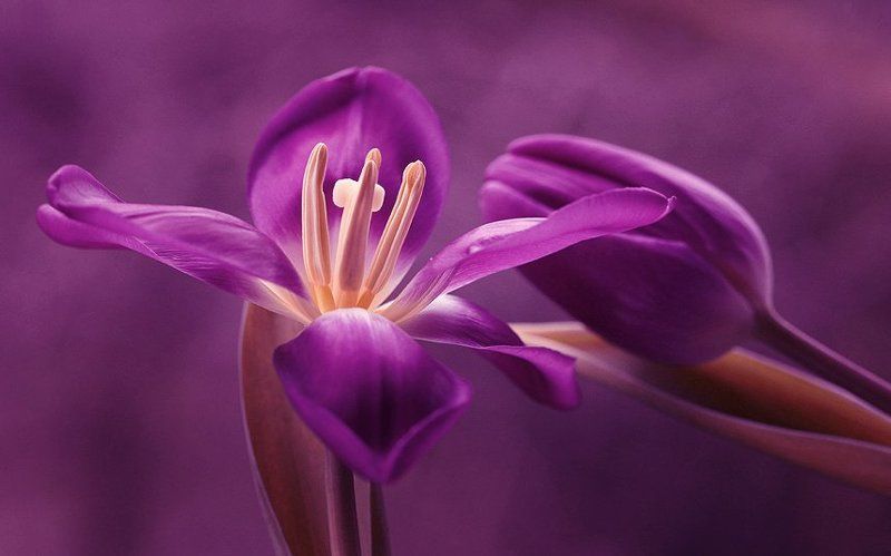 Tulips фото превью