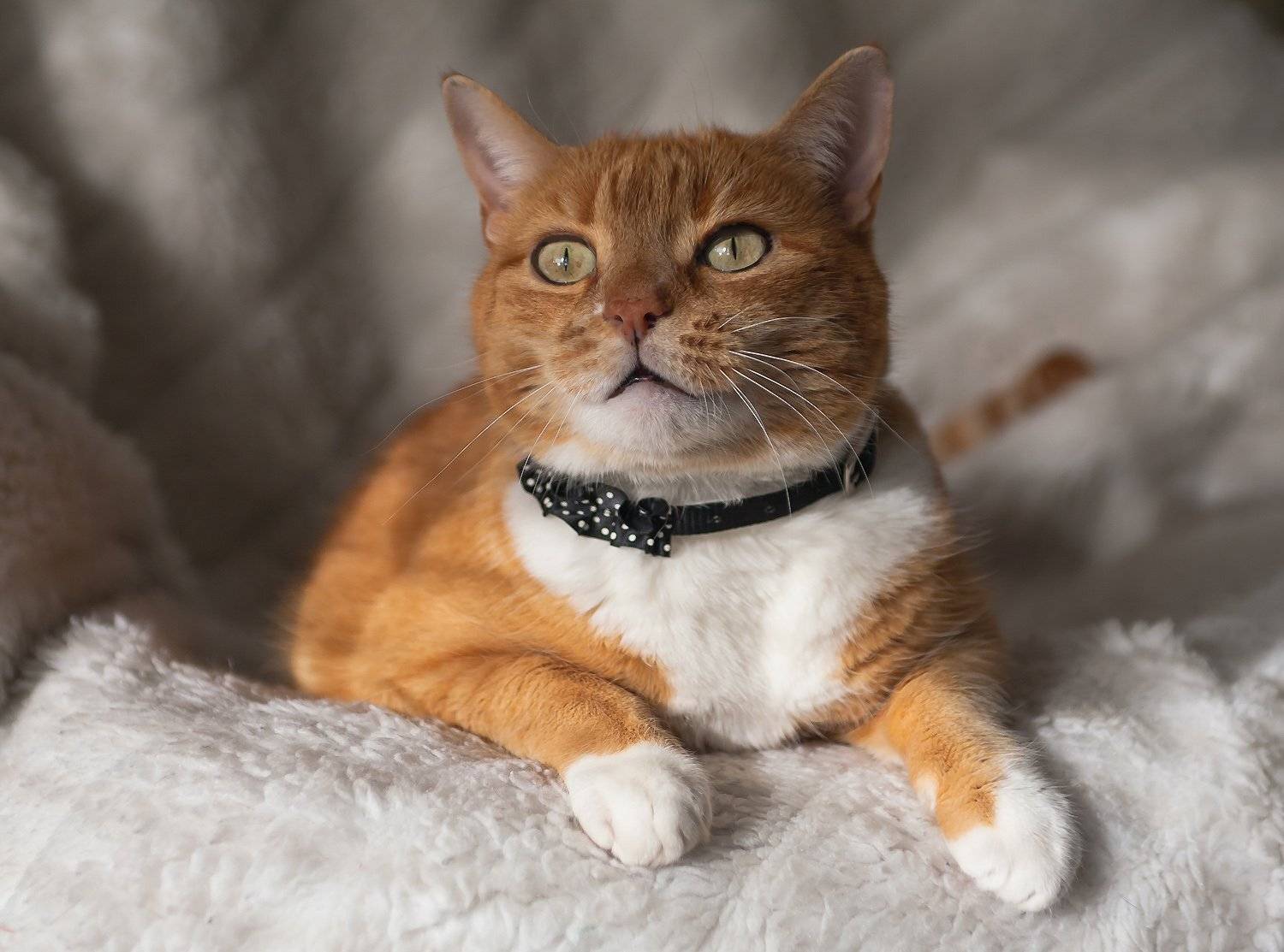 животные, кошки, Антонина