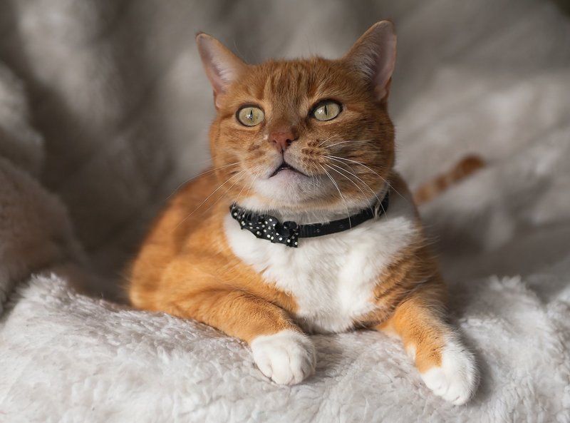 Со всемирным днём кошек! 1марта. фото превью