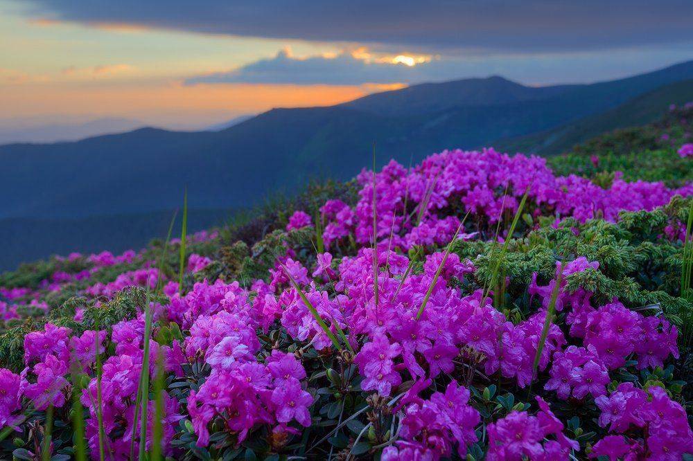 , Ярослав Тюрменко (Jaremi)