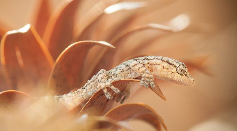 Маленький проказник. фото превью