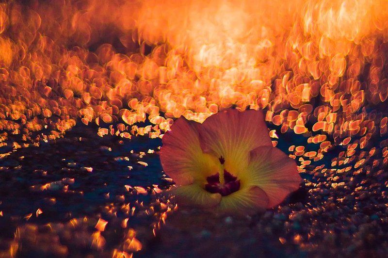 Гелиос, Цветы *** фото превью