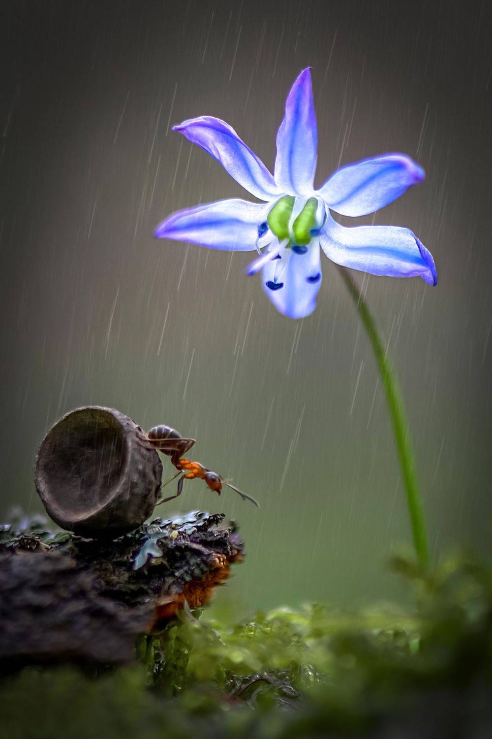 макро, макрофото, муравей, муравьи, насекомые, пролески, лес, цветы, Быканова Виктория