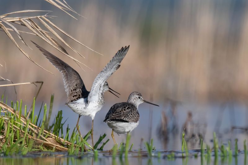 Пламень и лёд фото превью