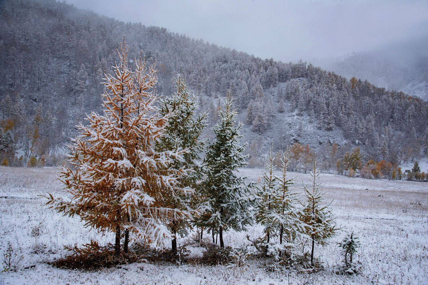 алтай. осень. горы., Евгений Дроботенко