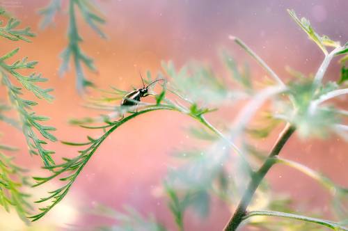 Радужные мечты