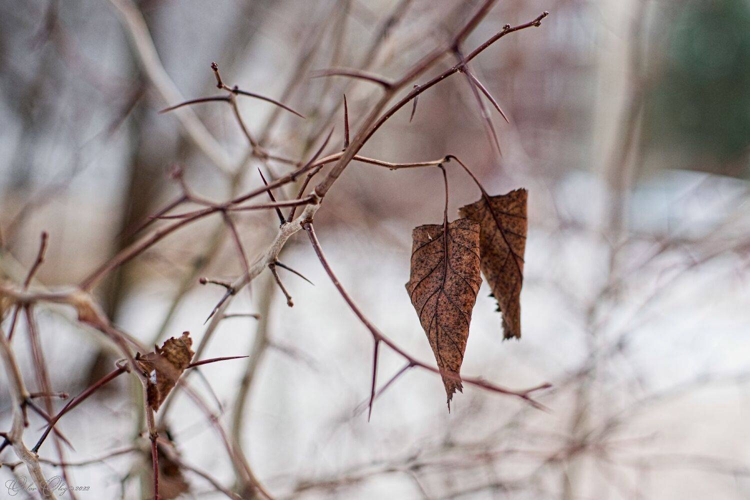 , Орлов Олег